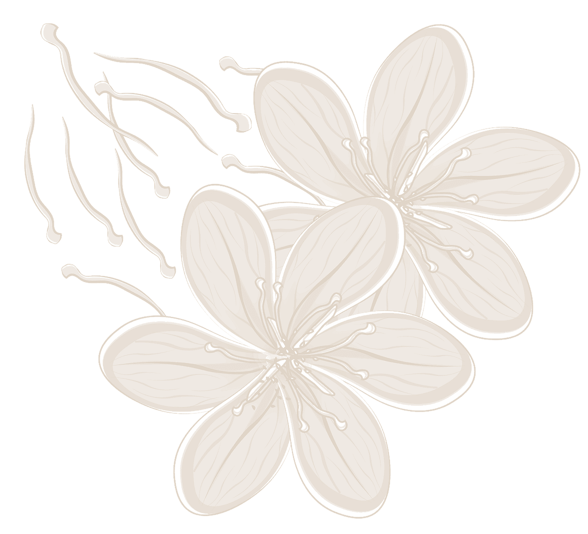 Two beige stylized flowers with scattered stamens