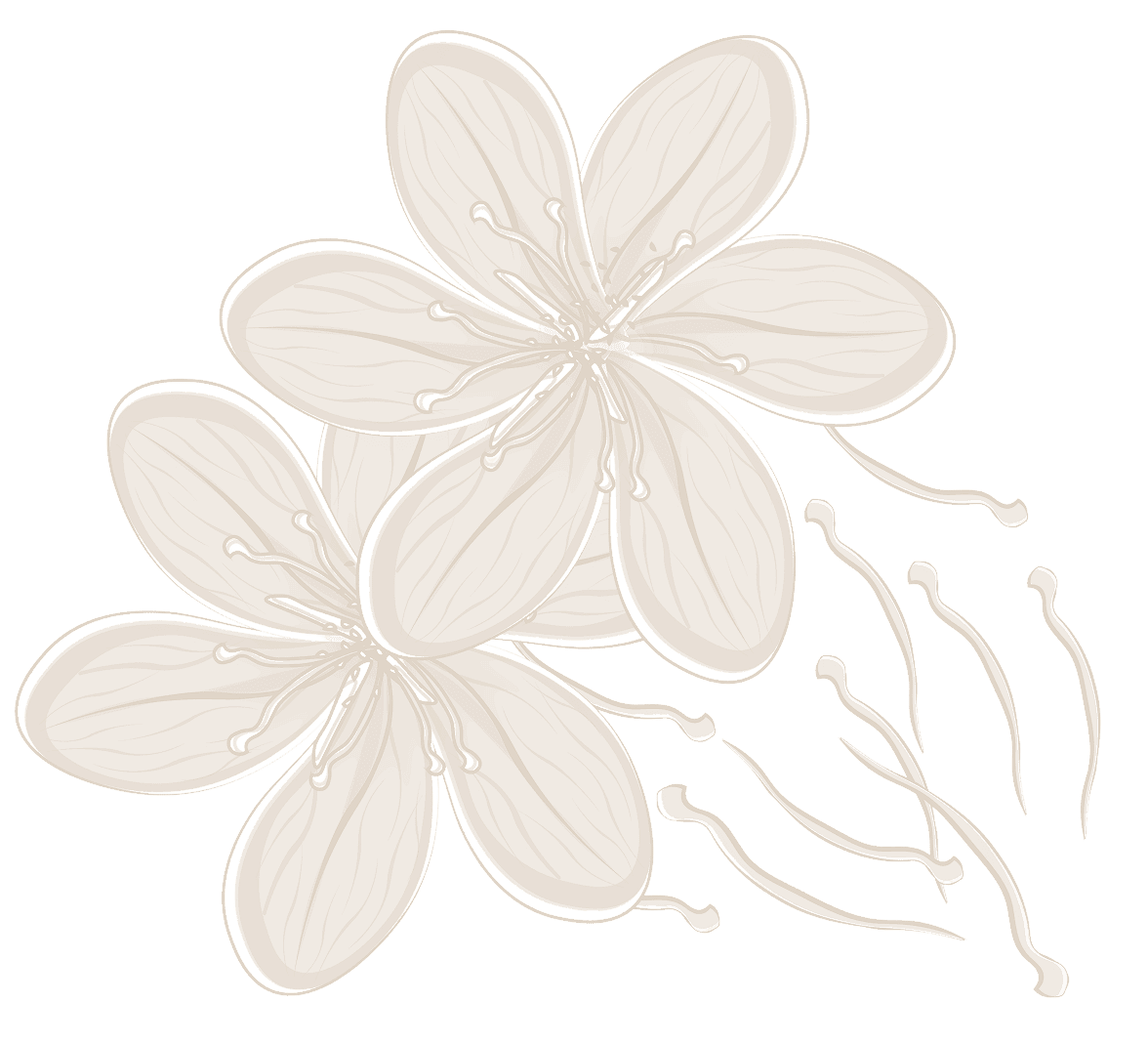 Two beige stylized flowers with scattered stamens